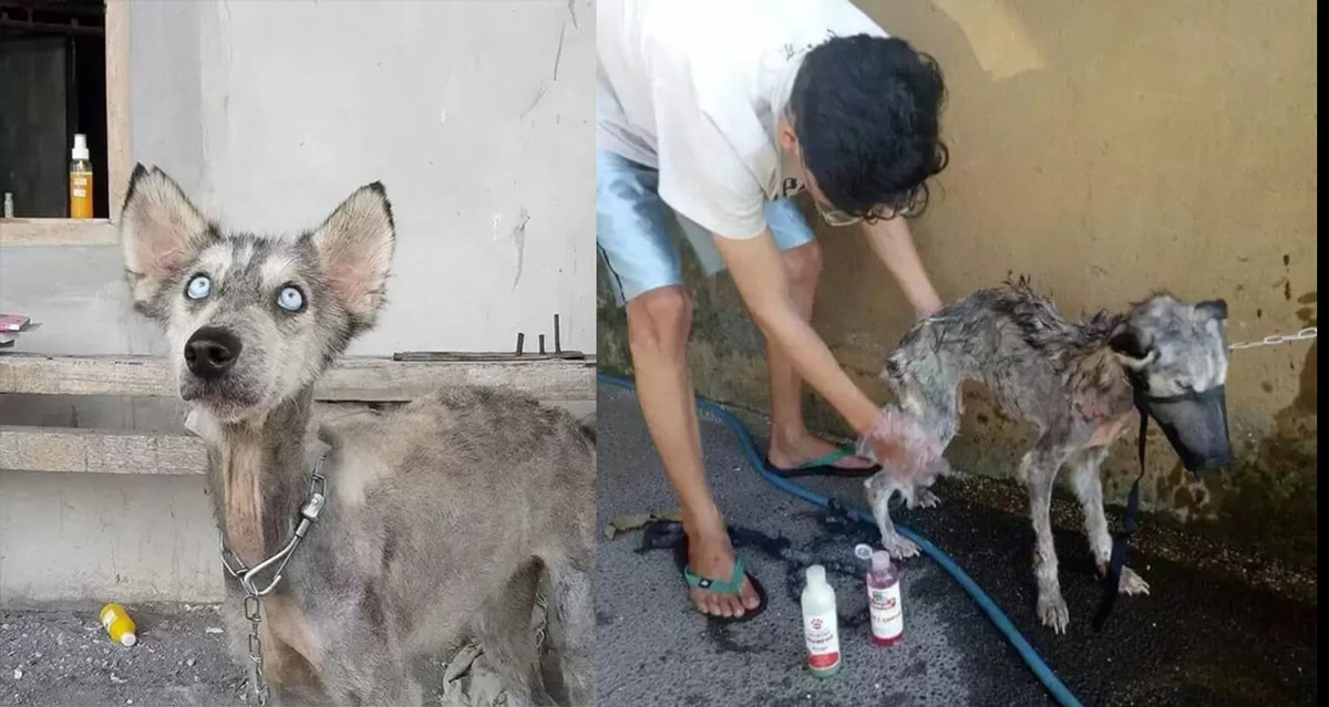 Cão Husky siberiano resgatado e sua transformação