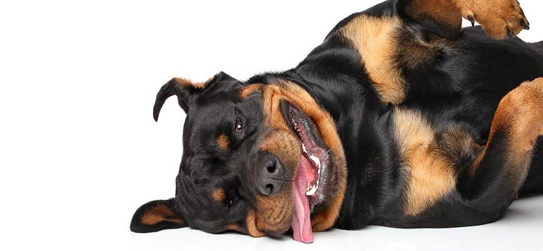 cão rottweiler deitado no chão com a língua fora
