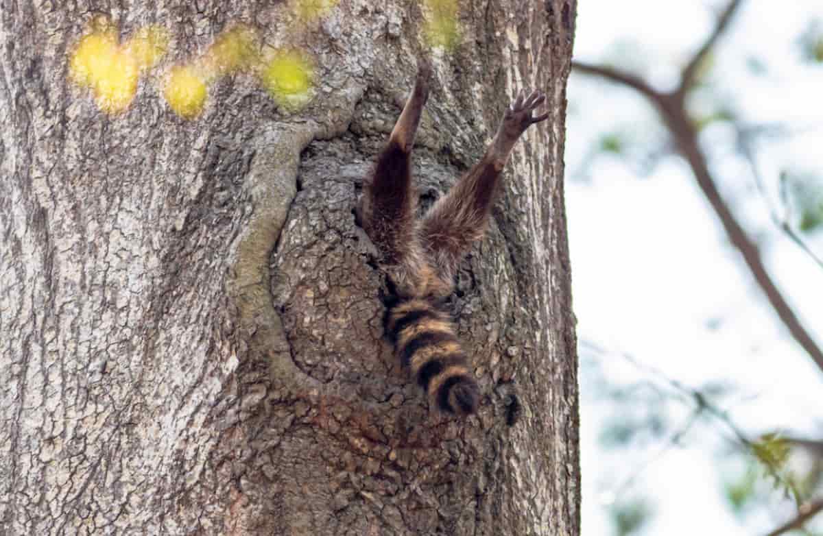 esquilo entalado na arvore na vida selvagem, wildlife