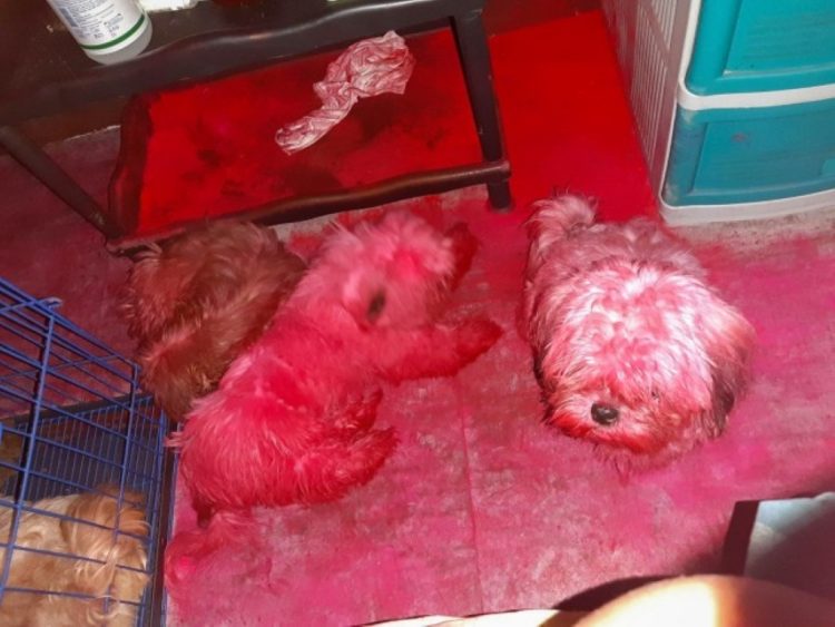 Cães shih tzu completamente cobertos de pigmento rosa