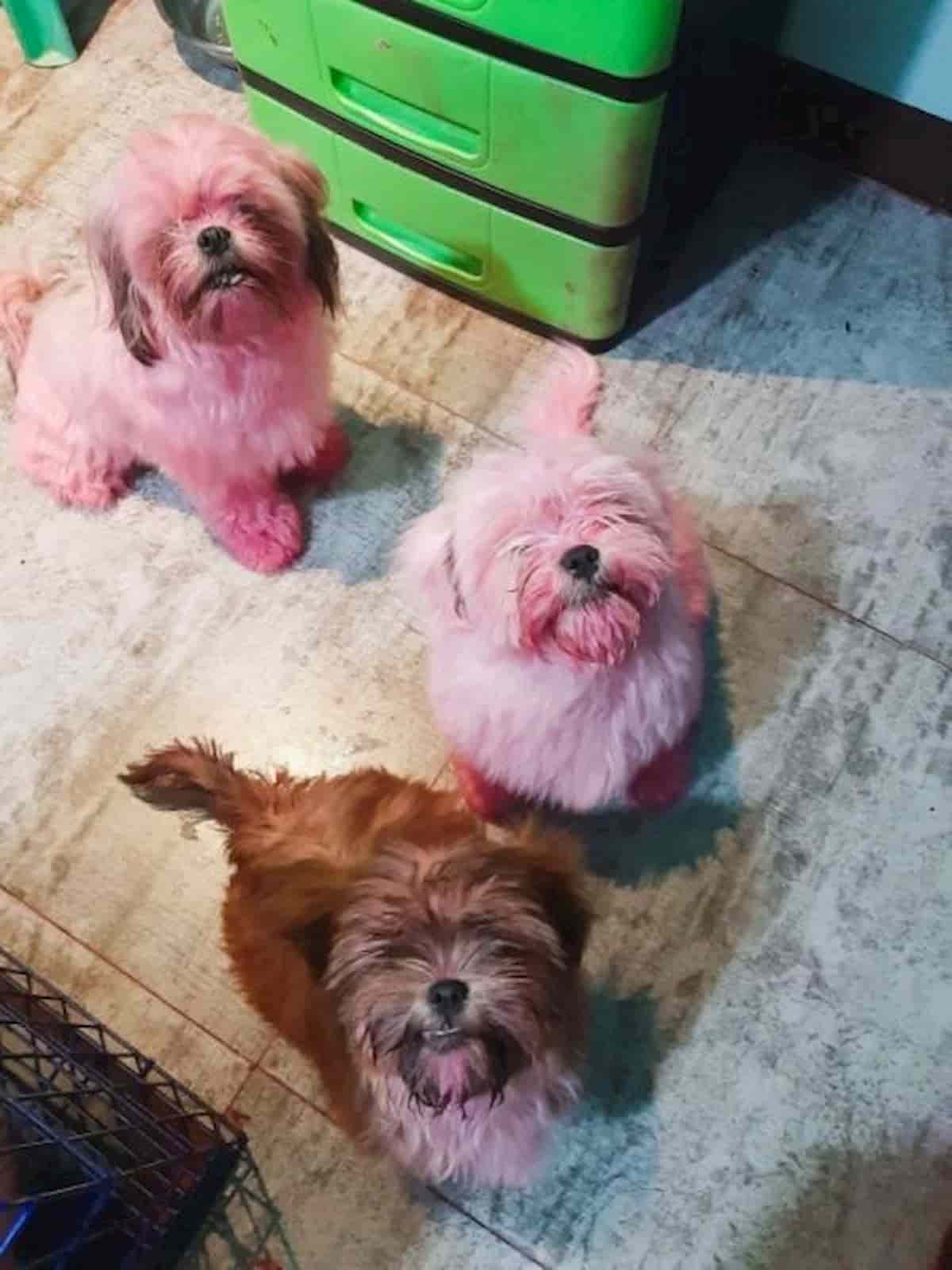 Tres cães Shih-Tzu depois do banho ainda manchados de rosa da maquilhagem