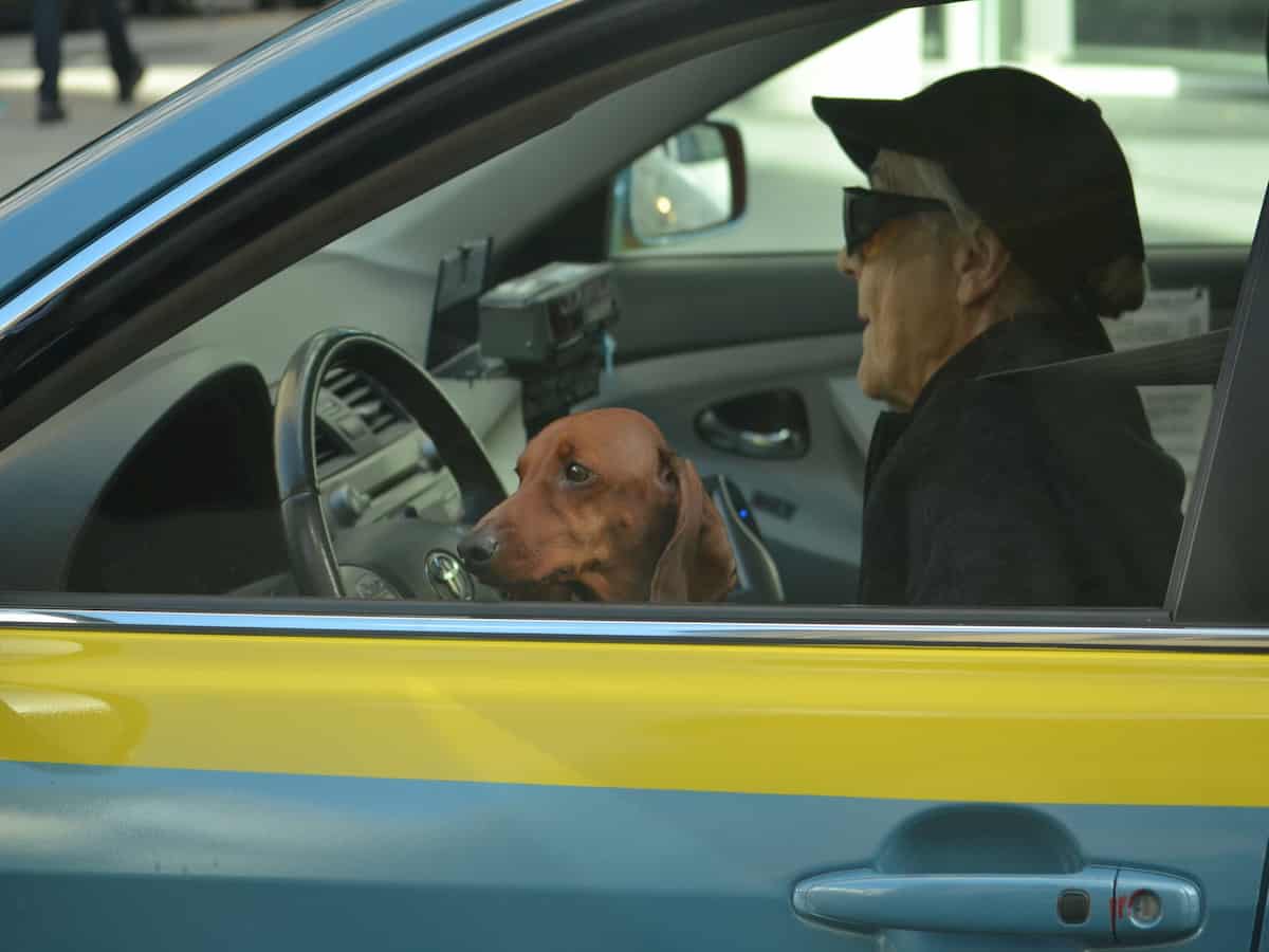Transportar cão e gato no carro