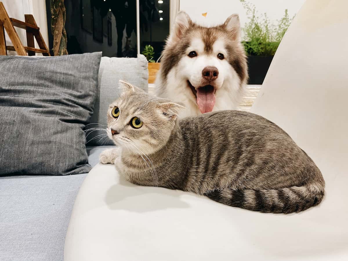Cão e gato na fotografia