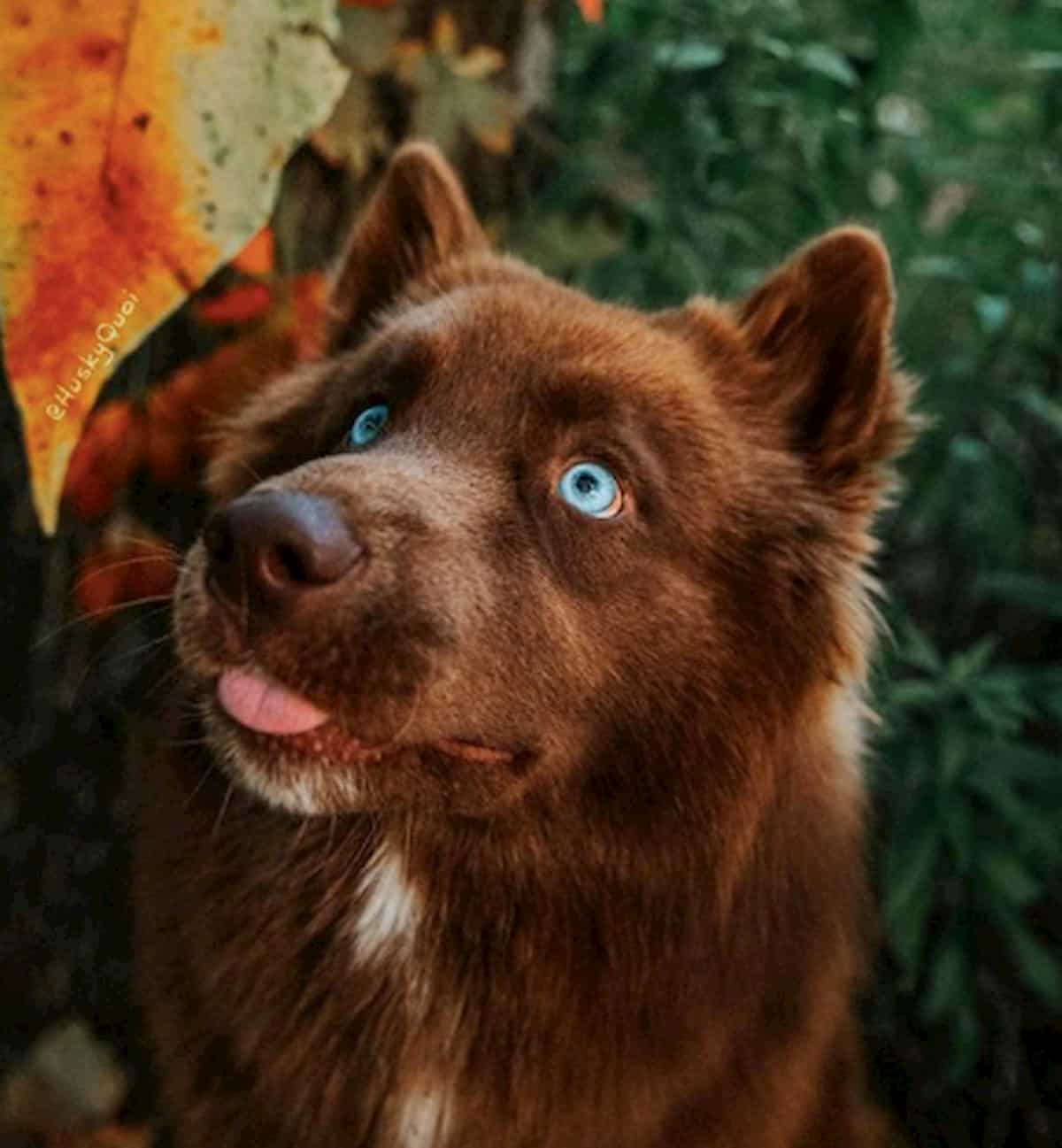 cão husky siberiano de pelugem castanha parecido a um lobo fofo