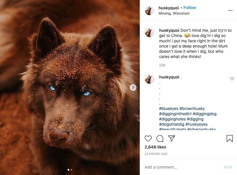 foto tirado do instagram do cão husky siberiano castanho de olhos azuis