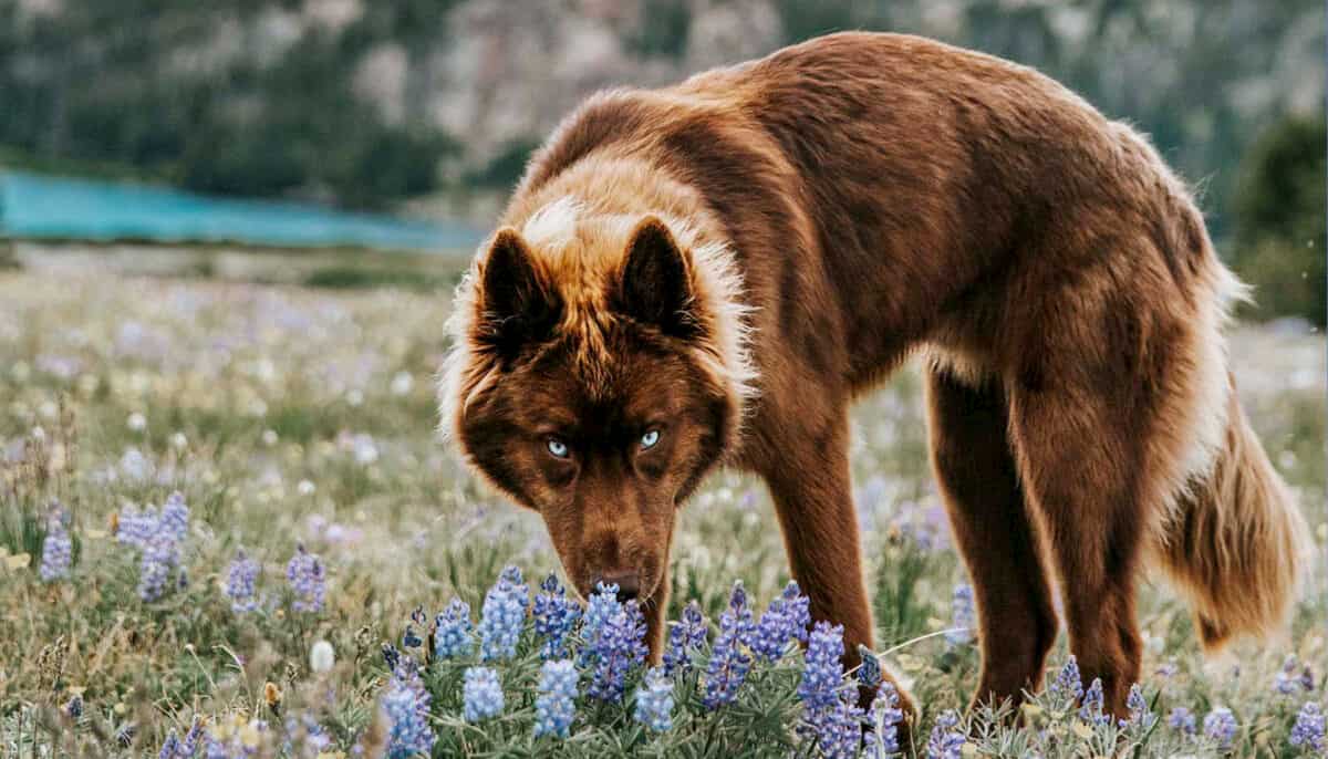 cão husky siberiano confundido por lobo com pelugem castanha