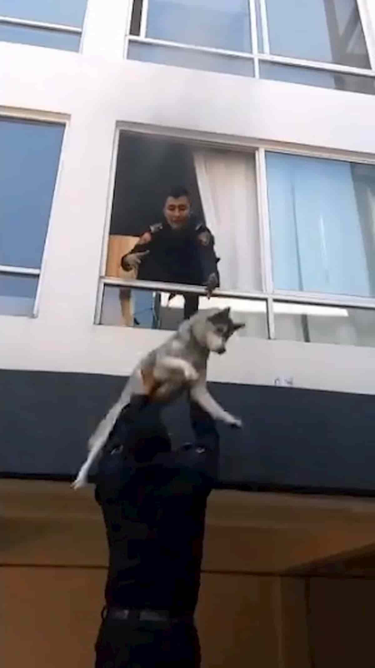 cão husky a ser resgatada e apanhado pela polícia em apartamento em incêndio