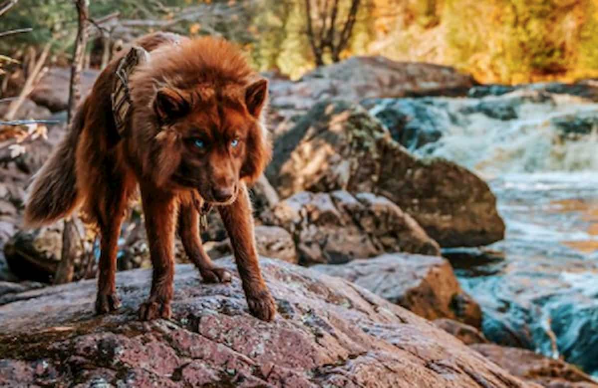 cão husky siberiano parece um lobo no meio e um rio
