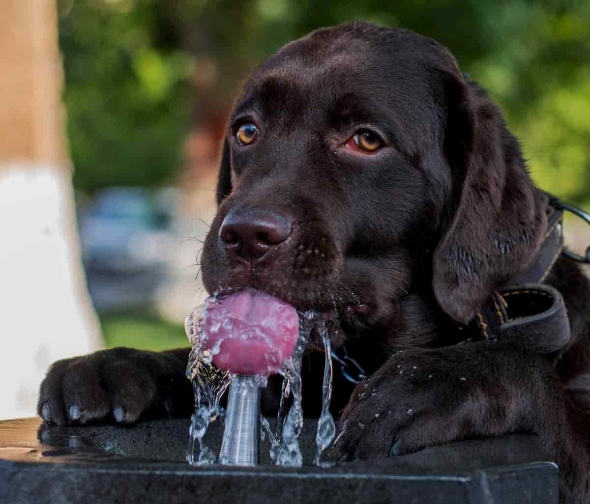 Cão labrador de cor chocolate a beber água