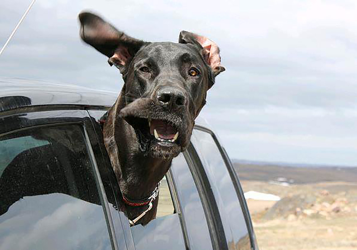 cão a viajar com a cabeça de fora no carro, feliz
