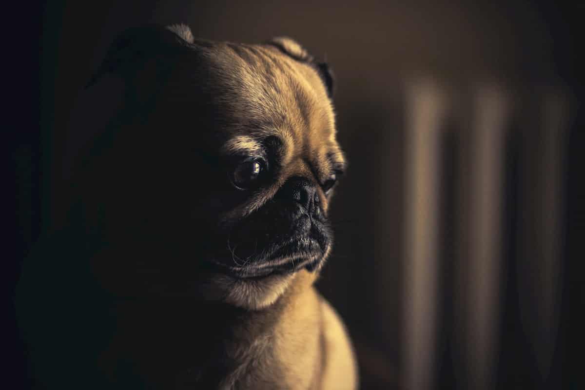 cão com olhar triste