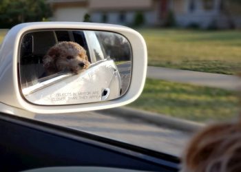 cão caniche a olhar num espelho dentro de um carro