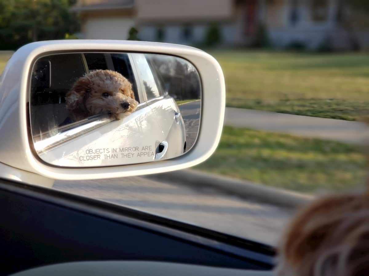 cão caniche a olhar num espelho dentro de um carro