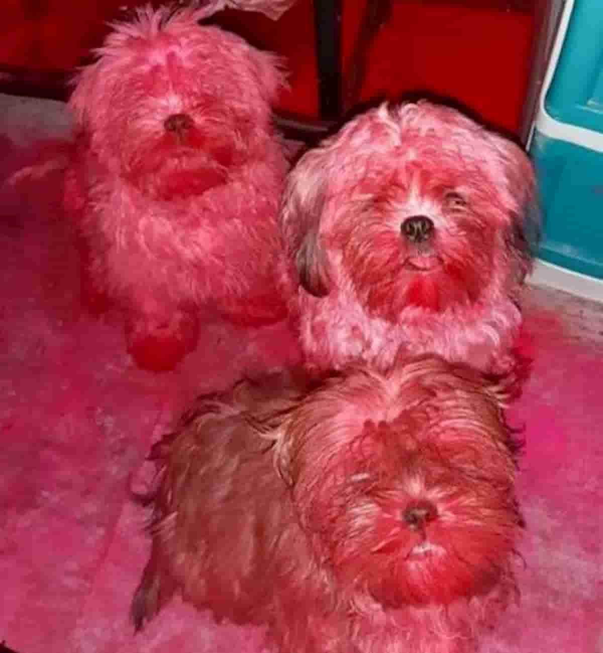 cães shih tzu cobertos de pigmento rosa de maquilhagem