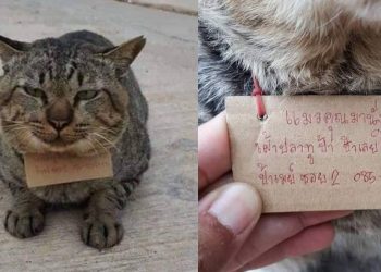 gato em tailandia que rouba peixes de local