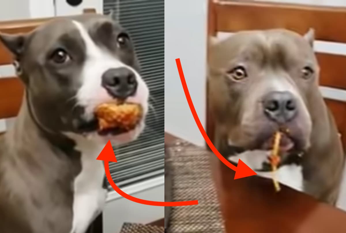 Cães Pitbull apanhados com a boca na "pasta"! Reação do vídeo é hilariante