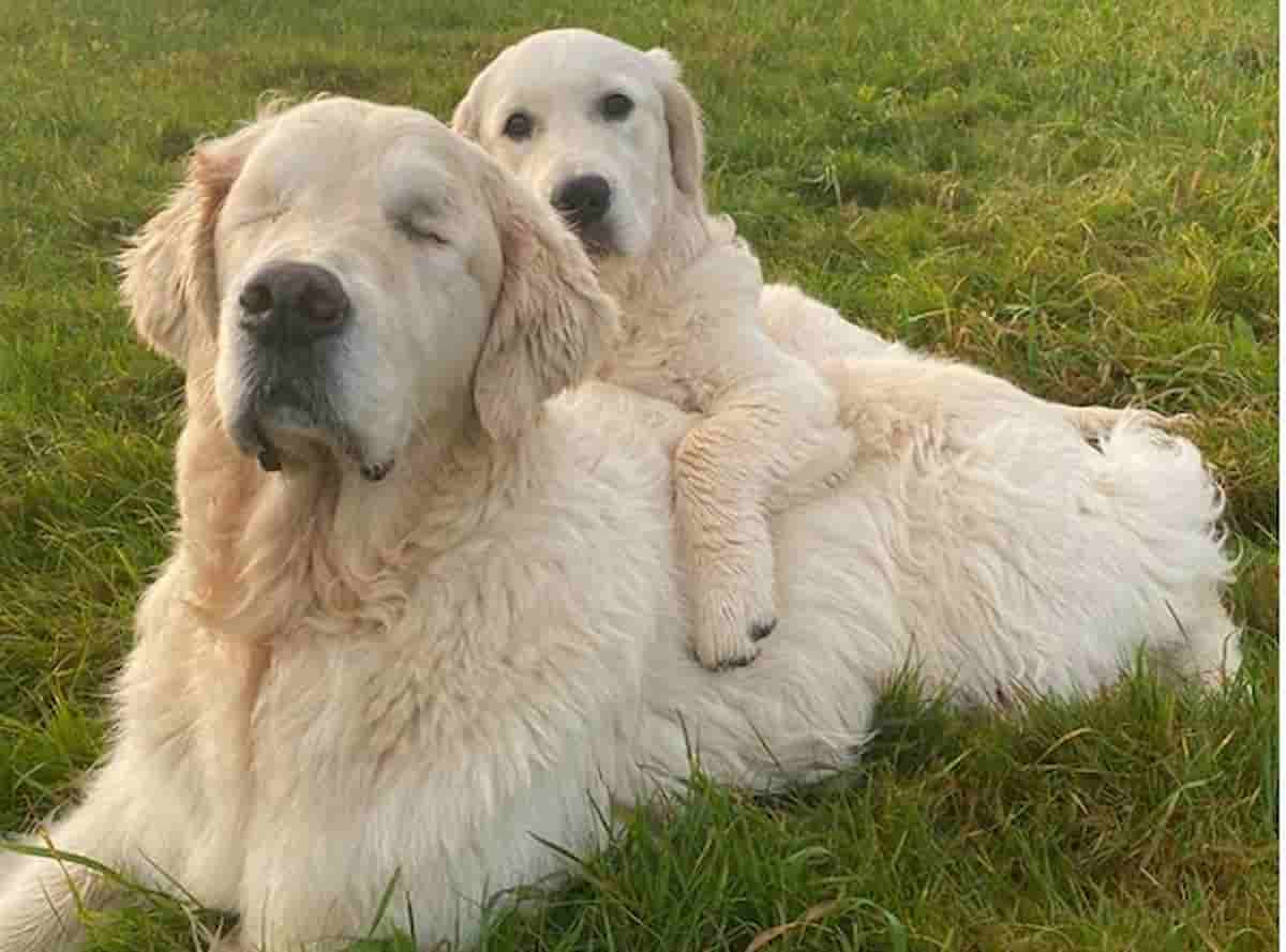 cães golden retriever juntos um ao lado do outro