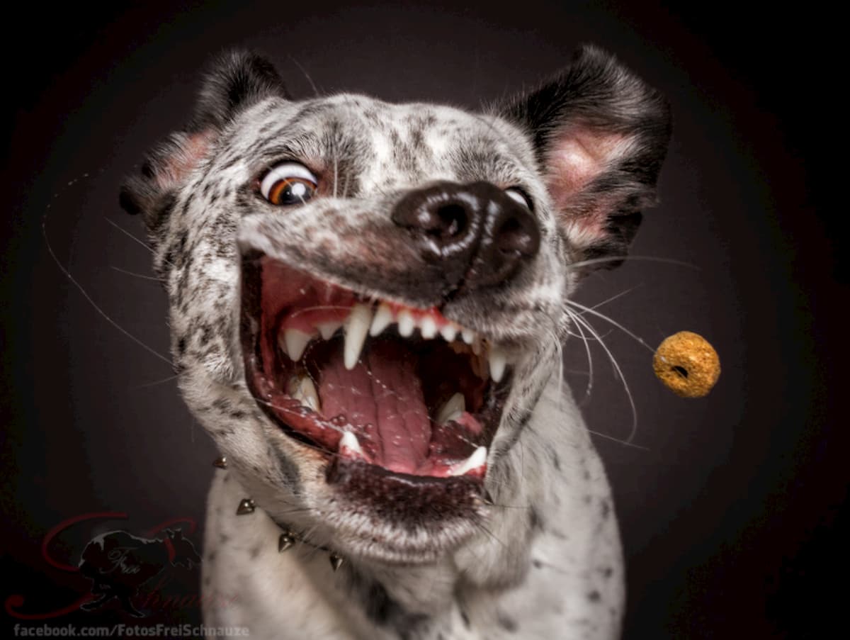 Fotografo capta cães a apanhar o biscoitos no momento ideal