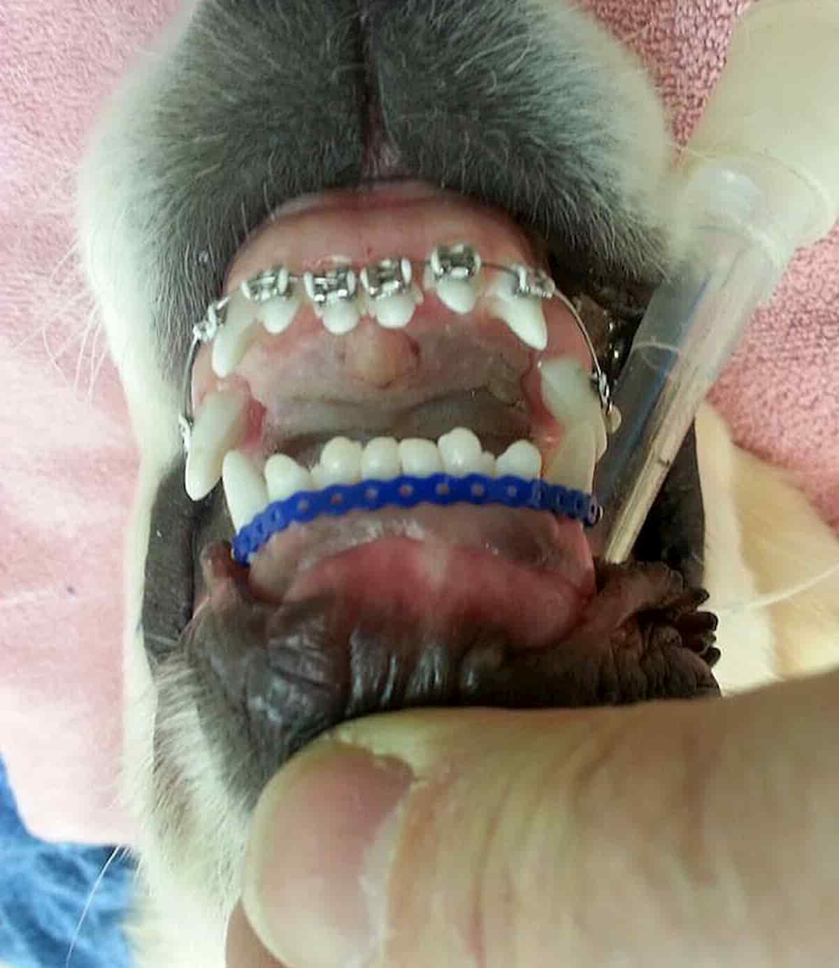 cão golden retriever com aparelhos nos dentes