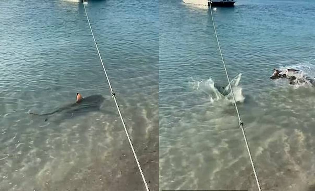 cão ataca tubarão