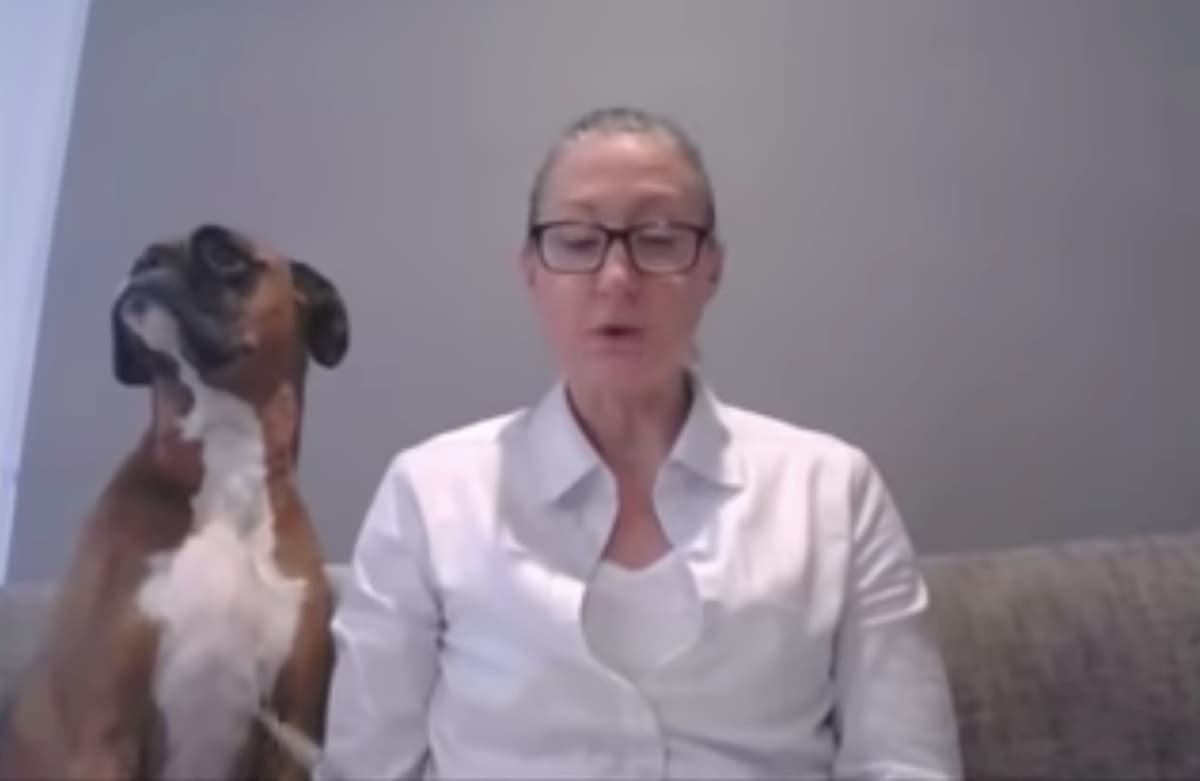 cão boxer chama atenção a dona durante vídeo chamada de aulas