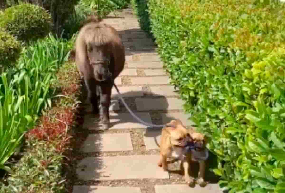 cães bulldog francês a passear cavalo anão