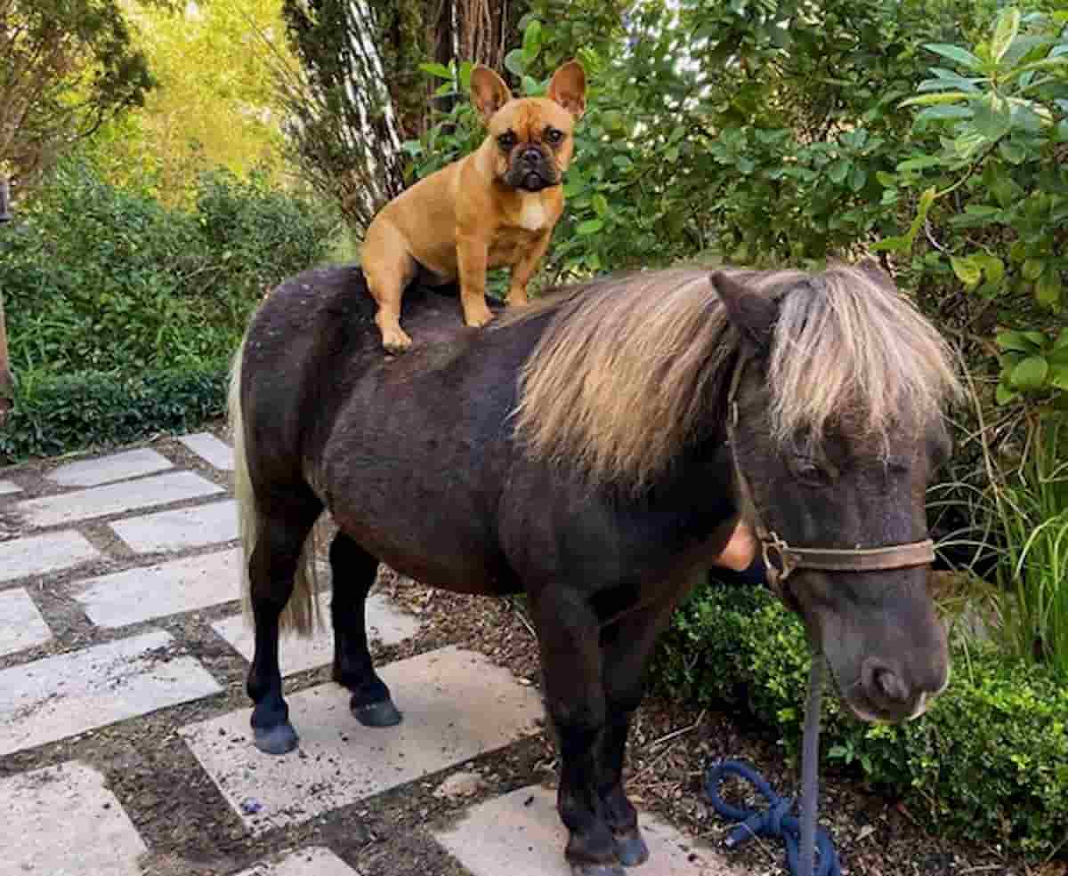 cão bulldog frances, leva cavalo anão a passear