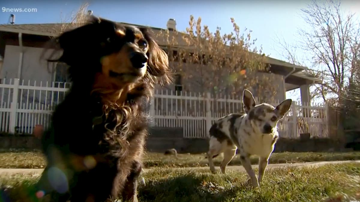 cão dachshund com o seu parceiro mijo