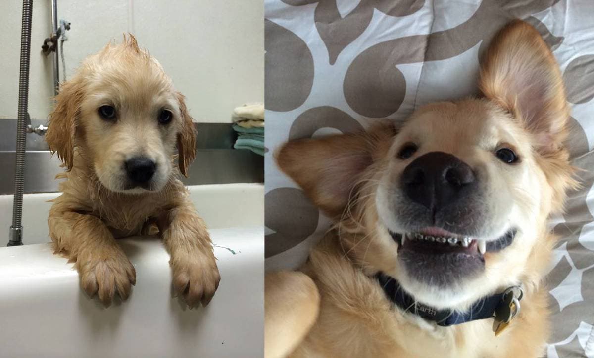 cão golden retriever usa aparelhos nos dentes e é fofo