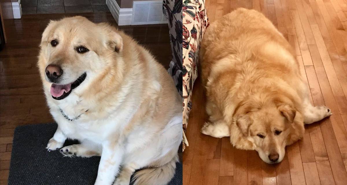 cão, golden retriever obeso