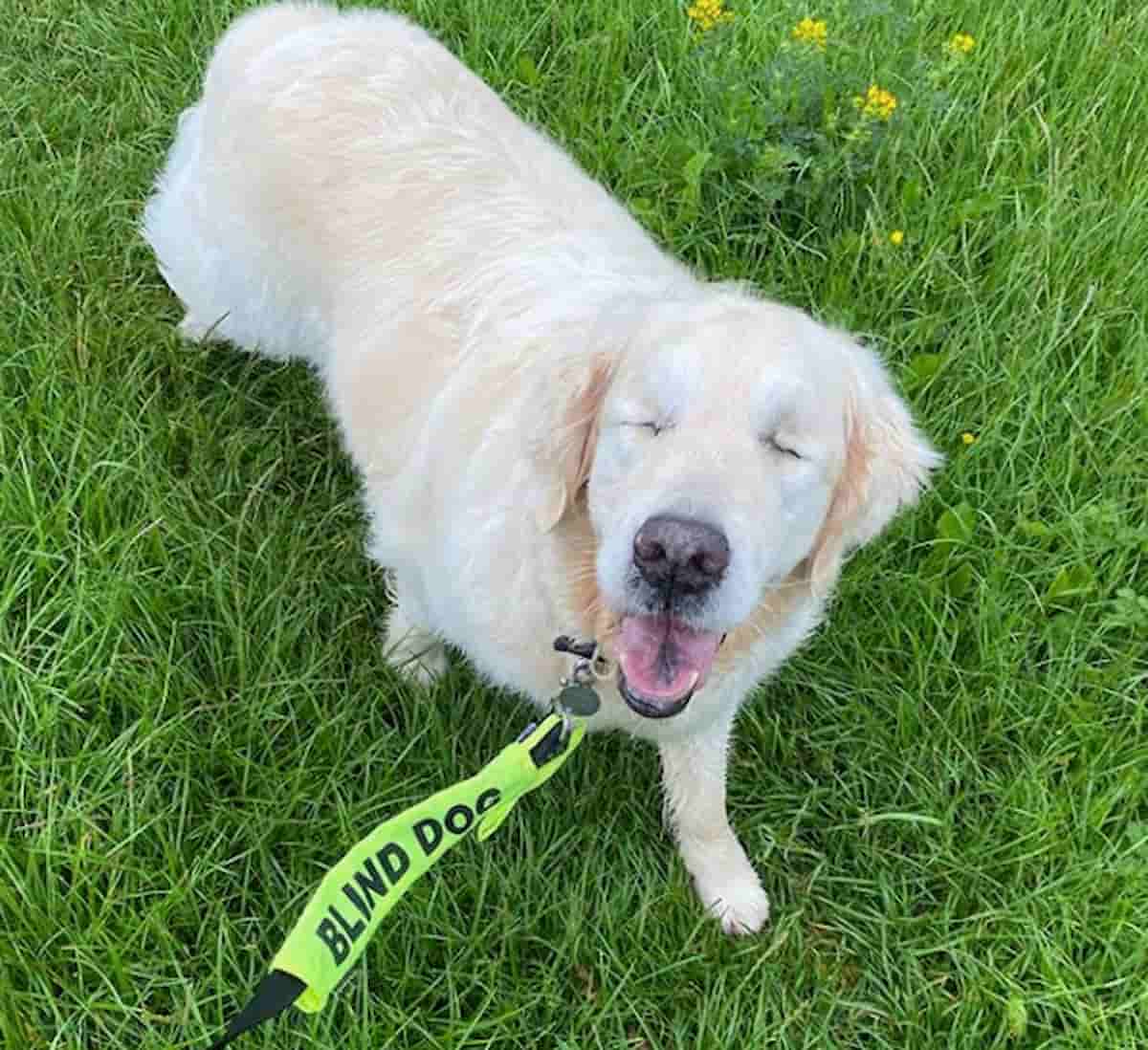 cão golden retriever cego com coleira a disser cão-cego