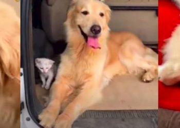 cão golden retriever a adoptar gato bebe abandonado