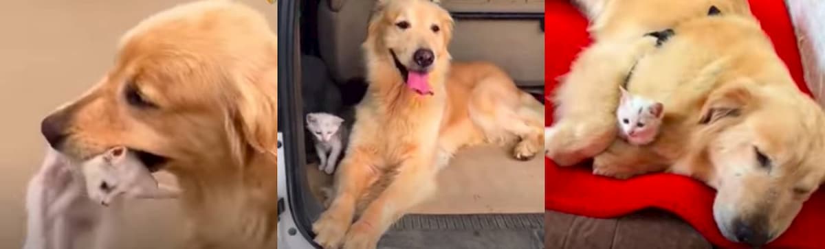 cão golden retriever a adoptar gato bebe abandonado