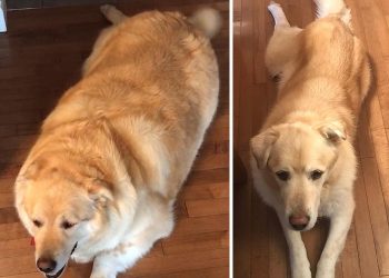 cão golden retriever antes de perder peso e depois