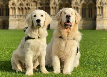 cães golden retriever, oko e tao