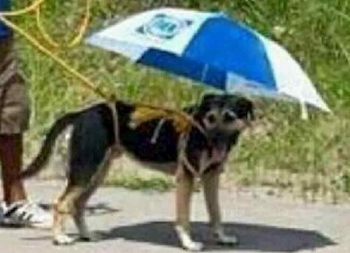 cão protegido com guarda sol