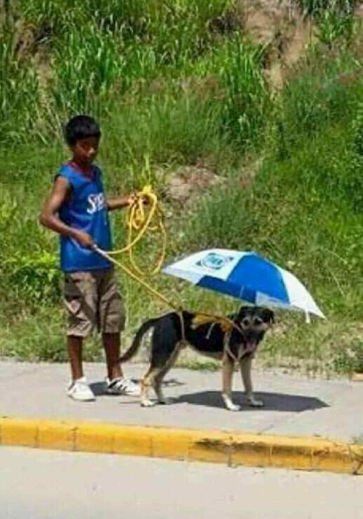 cão protegido do sol com guarda sol