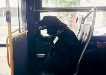 cão labrador apanha autocarro para ir para o parque