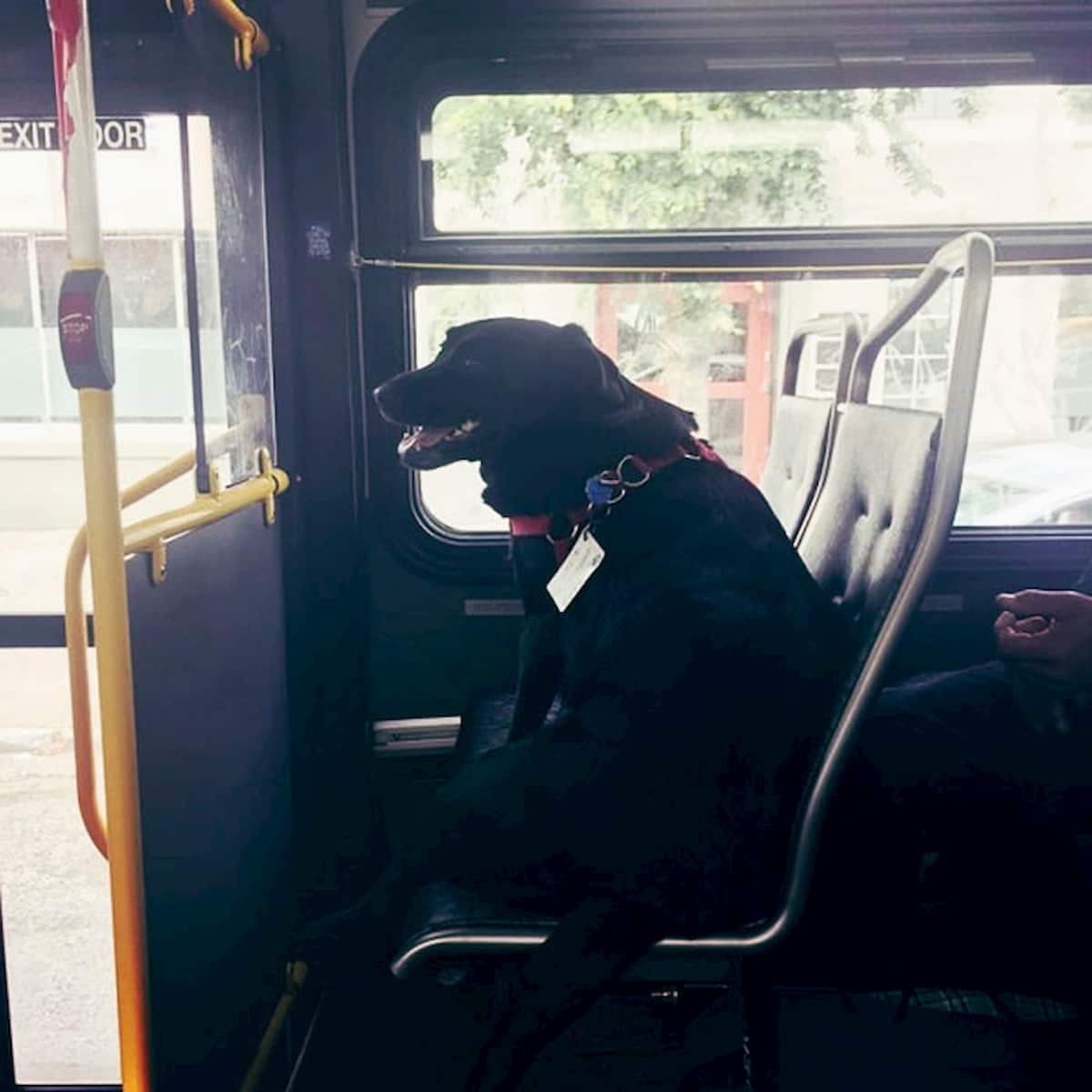 cão labrador apanha autocarro para ir para o parque