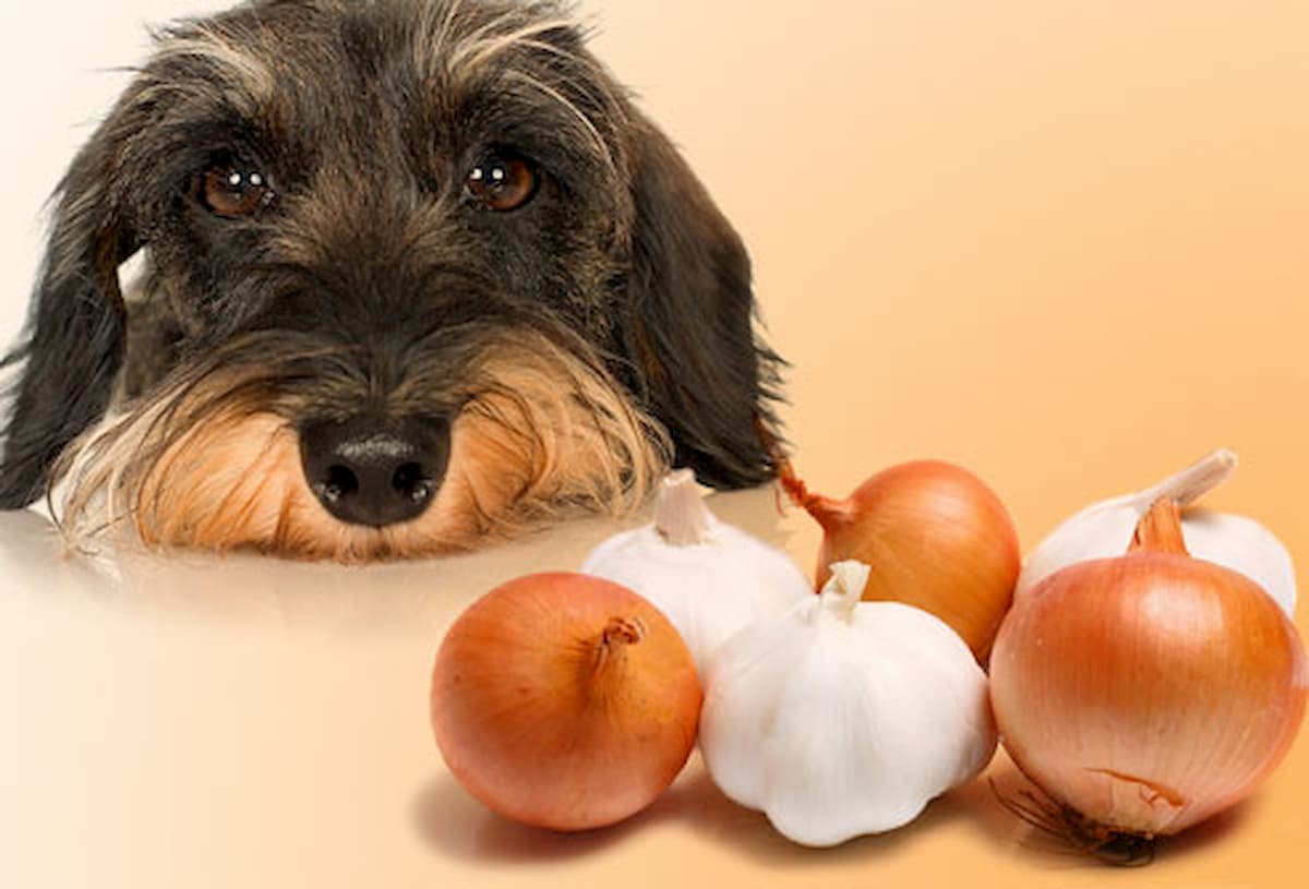 cão a olhar para cebolas e alhos, alimentos que cão não pode comer e são prejudiciais
