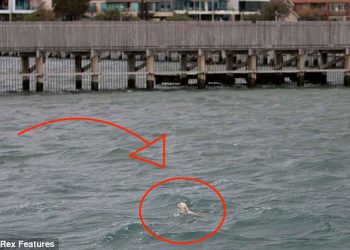 cão shih-tzu a batalhar no alto mar para não afogar