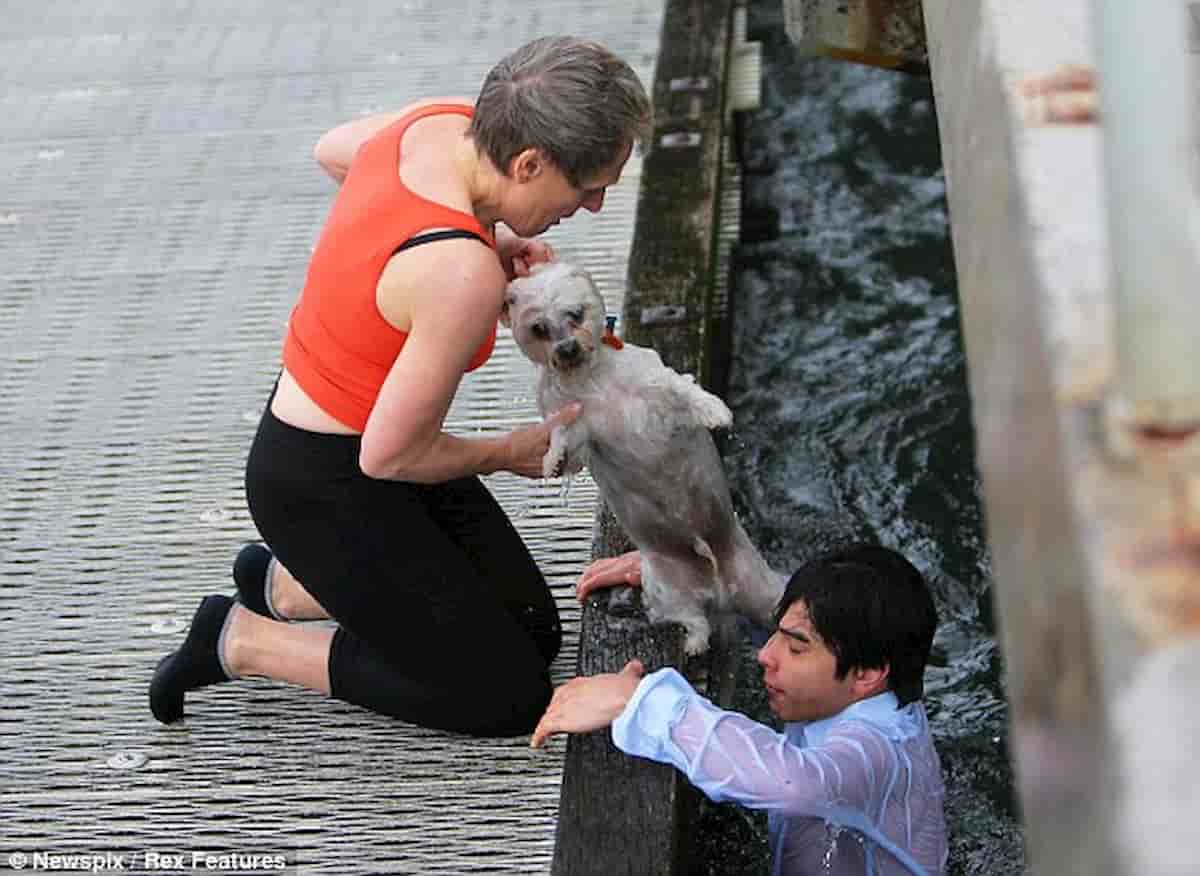 cão shih tzu resgatado de alto mar por rapaz jovem
