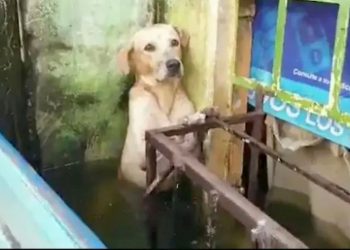 cão encontrado nas ruas de méxico, triste e assutado