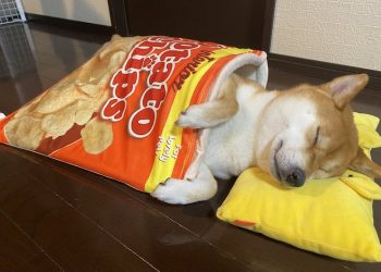 cão shiba inu a dormir na caminha de saco de batatas