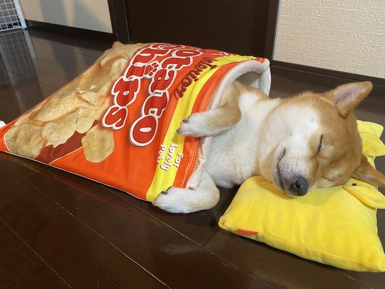 cão shiba inu a dormir na caminha de saco de batatas