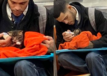 homem alimentando gato bebe no metro de nova york