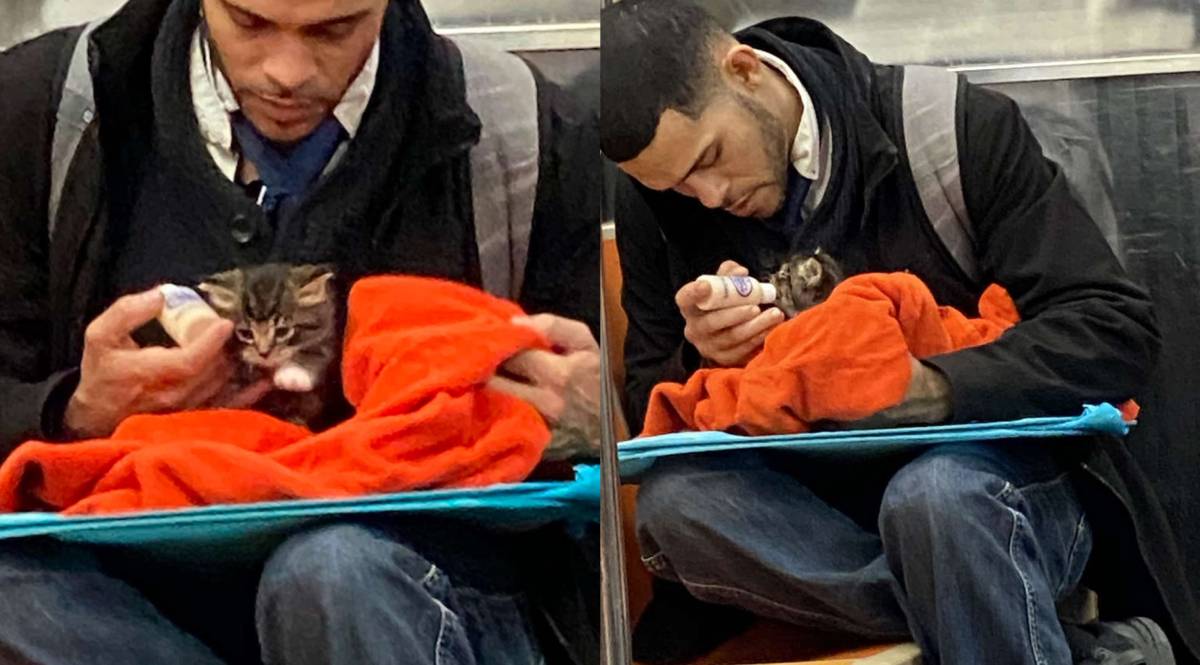 homem alimentando gato bebe no metro de nova york