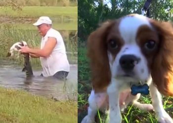 cão bebé gunner e dono a lutar contra predador