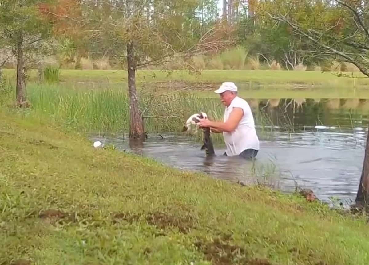 homem a lutar crocodilo no lago 