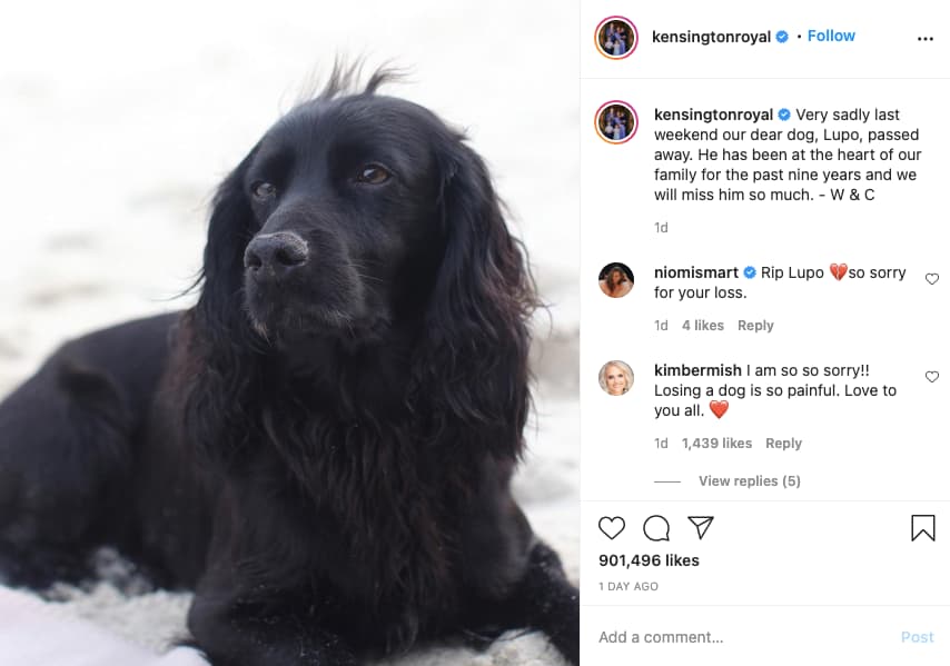 cão cocker spaniel inglês nas redes sociais